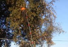 मिर्जापुर: फलों को तोड़ने की परेशानी को देखकर युवा नवप्रवर्तक ने बनाई सरल मशीन