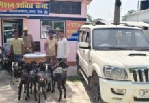 गोंडा: स्कॉर्पियो में घूमता था ‘बकरी गैंग’, कर्नलगंज पुलिस ने किया पर्दाफाश; 9 बकरियां बरामद