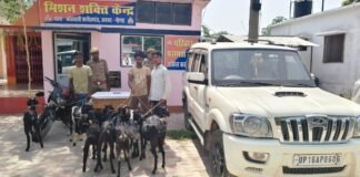 गोंडा: स्कॉर्पियो में घूमता था ‘बकरी गैंग’, कर्नलगंज पुलिस ने किया पर्दाफाश; 9 बकरियां बरामद