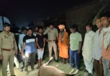 ट्रेन की चपेट में आने से गौवंश की मौत, अखिल भारतीय गौरक्षा महासंघ ने कराया अंतिम संस्कार