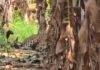 उत्तर प्रदेश : बहराइच में तेंदुए का आतंक, ग्रामीणों पर हमला, 7 लोग घायल