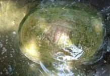 उत्तर प्रदेश : फतेहपुर में आस्था का संगम, पानी में तैरता ‘श्रीराम’ अंकित पत्थर बना श्रद्धा का केंद्र; दूर-दूर से पहुंच रहे भक्त