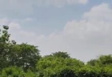 उत्तर प्रदेश : अमेठी में बंदरों के उत्पाद से निपटने की तैयारी, शहरों से सटे इलाकों में स्थापित किए जाएंगे कपि वन, लगाए जाएंगे फलदार पौधे