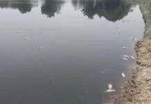 उत्तर प्रदेश : तालाब में संदिग्ध परिस्थितियों में मरीं लाखों की मछलियां, जहरीला पदार्थ डालने का आरोप; जांच में जुटी पुलिस