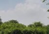 UP: अमेठी में ‘वीबीजी रामजी योजना’ का आगाज, 65 ग्राम पंचायतों में विकसित होंगे ग्राम वन