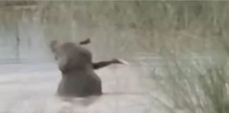UP: बहराइच में मगरमच्छ के हमले में 12 वर्षीय बालक की दर्दनाक मौत, वीडियो में हमला करते दिखा मगरमच्छ