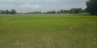 Uttar Pradesh : बारिश की बेरुखी से किसान परेशान, बढ़ती गर्मी ने बढ़ाई किसानों की परेशानी, नलकूपों के सहारे सिंचाई…