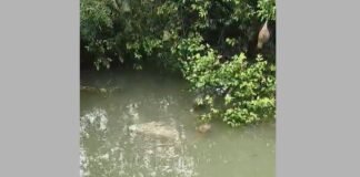 मिर्ज़ापुर: कुएं में दिखा 10 फिट का मगरमच्छ, पकड़ने में वन विभाग को छूट रहा पसीना, दहशत में ग्रामीण