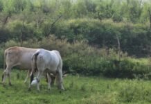 UP: अन्ना जानवरों के आतंक से किसान बेहाल, मिनटों में चट कर जा रहे खड़ी फसल