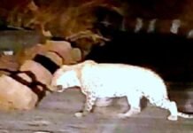 UP: सड़क पर तेंदुए की एंट्री से मचा हड़कंप! इटावा के जसवंतनगर में दहशत…