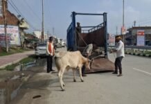 UP: योगी सरकार के निर्देश पर नगर पालिका सख्त, आवारा पशुओं को पकड़कर पहुंचाया जा रहा गौशाला