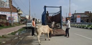 UP: योगी सरकार के निर्देश पर नगर पालिका सख्त, आवारा पशुओं को पकड़कर पहुंचाया जा रहा गौशाला