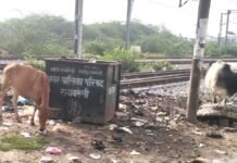 रायबरेली में हवा में उड़ रहे नगर पालिका के दावे! बेजुबानों के लिए ‘धीमा जहर’ बनी पॉलिथीन