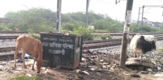 रायबरेली में हवा में उड़ रहे नगर पालिका के दावे! बेजुबानों के लिए ‘धीमा जहर’ बनी पॉलिथीन