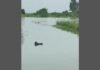 फतेहपुर गंगा का जलस्तर बढ़ने से फसलें जलमग्न, कई गांवों का आवागमन प्रभावित