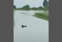 फतेहपुर गंगा का जलस्तर बढ़ने से फसलें जलमग्न, कई गांवों का आवागमन प्रभावित