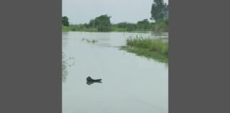 फतेहपुर गंगा का जलस्तर बढ़ने से फसलें जलमग्न, कई गांवों का आवागमन प्रभावित
