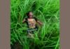 UP: मुगलसराय में ट्रेन की चपेट में आने से युवक की मौत, छित्तमपुर रेलवे ट्रैक पर मिला शव