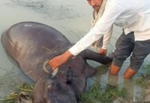 UP: सई नदी में जलकुंभी के बीच फंसी दो भैंसें, एक की मौत