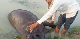 UP: सई नदी में जलकुंभी के बीच फंसी दो भैंसें, एक की मौत