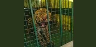 UP: मुरादाबाद में 9 तेंदुआ का सफल रेस्क्यू, ट्रैप केज के जरिए वन विभाग की बड़ी कामयाबी