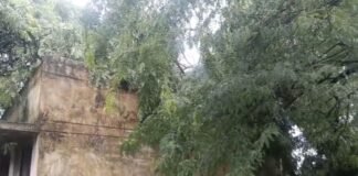 UP: चंदौली में तेज हवा-बारिश में मकान पर गिरा पेड़, छत क्षतिग्रस्त, परिवार ने प्रशासन से लगाई गुहार