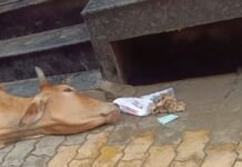 UP: मरणासन्न गाय को लेकर नगर पालिका पर कांग्रेस ने उठाए सवाल, सफाई निरीक्षक पर लापरवाही का आरोप