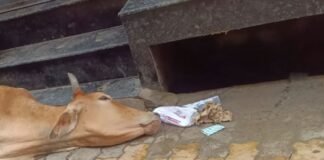 UP: मरणासन्न गाय को लेकर नगर पालिका पर कांग्रेस ने उठाए सवाल, सफाई निरीक्षक पर लापरवाही का आरोप