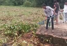रायबरेली: सई नदी में जलकुंभी का कहर, धान की 15 बीघे फसल जलमग्न, 12 गांवों पर मंडराया बाढ़ का खतरा