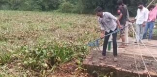 रायबरेली: सई नदी में जलकुंभी का कहर, धान की 15 बीघे फसल जलमग्न, 12 गांवों पर मंडराया बाढ़ का खतरा