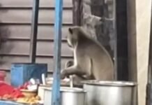 बहराइच में हमलावर लंगूर का आतंक, चाट की दुकान पर मचाया उत्पात, अब तक कई लोग घायल