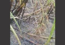 UP: झूलते बिजली तारों से निकली चिंगारी ने जलाई 5 बीघा गन्ने की फसल, किसानों में आक्रोश