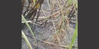 UP: झूलते बिजली तारों से निकली चिंगारी ने जलाई 5 बीघा गन्ने की फसल, किसानों में आक्रोश