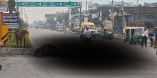 UP: पड़ाव चौराहे पर अंधेरा और आवारा पशुओं का ‘डबल अटैक’, कार से टकराकर पशु की मौत, बाल-बाल बचा चालक