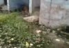 UP: काशीराम कॉलोनी की बदहाल सफाई व्यवस्था, 35-40 लोग बुखार की चपेट में…