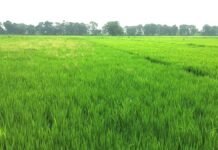 UP: झमाझम बारिश से राहत: रायबरेली में बदला मौसम का मिजाज, किसानों के चेहरों पर लौटी रौनक