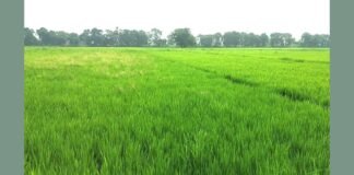 UP: झमाझम बारिश से राहत: रायबरेली में बदला मौसम का मिजाज, किसानों के चेहरों पर लौटी रौनक