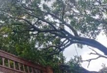 बाराबंकी में बारिश और तेज हवाओं का कहर, कई जगह पेड़ गिरे, बिजली आपूर्ति प्रभावित