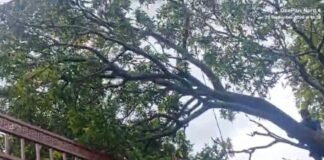 बाराबंकी में बारिश और तेज हवाओं का कहर, कई जगह पेड़ गिरे, बिजली आपूर्ति प्रभावित