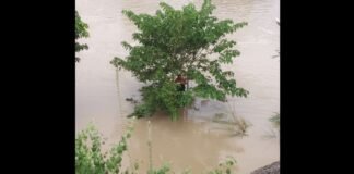 UP: भाखड़ा नदी में गिरे बुजुर्ग को पुलिस ने पेड़ से सकुशल निकाला, बड़ा हादसा टला