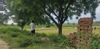 Etawah में अन्ना पशुओं का आतंक, फसल बचाने के लिए रातभर खेतों में पहरा दे रहे किसान