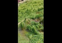 Etawah: भतौरा में बारिश का कहर, खेत बने तालाब, जनरेटर से पानी निकालने को मजबूर किसान