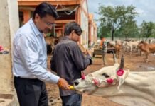 Bareilly: जन्माष्टमी पर गौशाला पहुंचे तहसीलदार, गोवंशों का किया पूजन