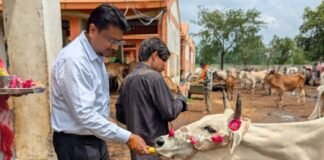 Bareilly: जन्माष्टमी पर गौशाला पहुंचे तहसीलदार, गोवंशों का किया पूजन