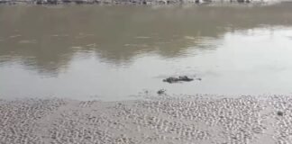 Raebareli में शारदा नहर से मिला अज्ञात शव, पहचान में जुटी पुलिस