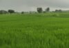 UP: बाराबंकी रामनगर में मूसलाधार बारिश से किसानों के खिले चेहरे धान की फसल को मिली संजीवन