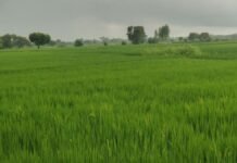 UP: बाराबंकी रामनगर में मूसलाधार बारिश से किसानों के खिले चेहरे धान की फसल को मिली संजीवन