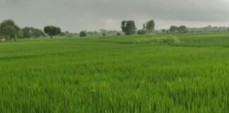 UP: बाराबंकी रामनगर में मूसलाधार बारिश से किसानों के खिले चेहरे धान की फसल को मिली संजीवन