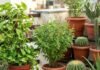 छत पर भूलकर भी न लगाएं ये 5 पौधे, वास्तु दोष और धन हानि से जुड़ी है मान्यता
