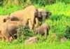 छत्तीसगढ़ में 53 हाथियों के झुंड ने स्कूल की बाउंड्री तोड़ी, धान की फसल रौंदी; बच्चों में दहशत